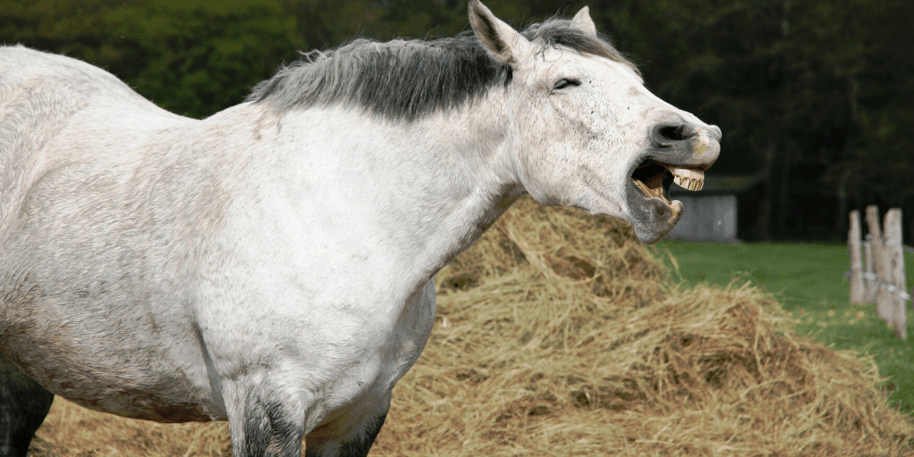 Are Horses Ruminants? No, But They Do Have Interesting Digestion - Helpful  Horse Hints