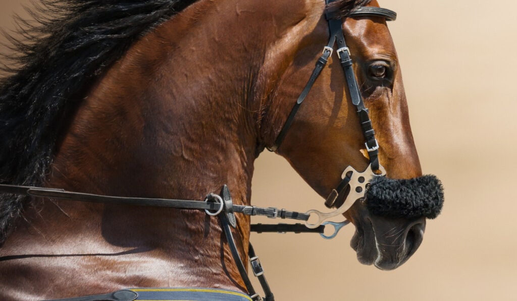 Hackamore