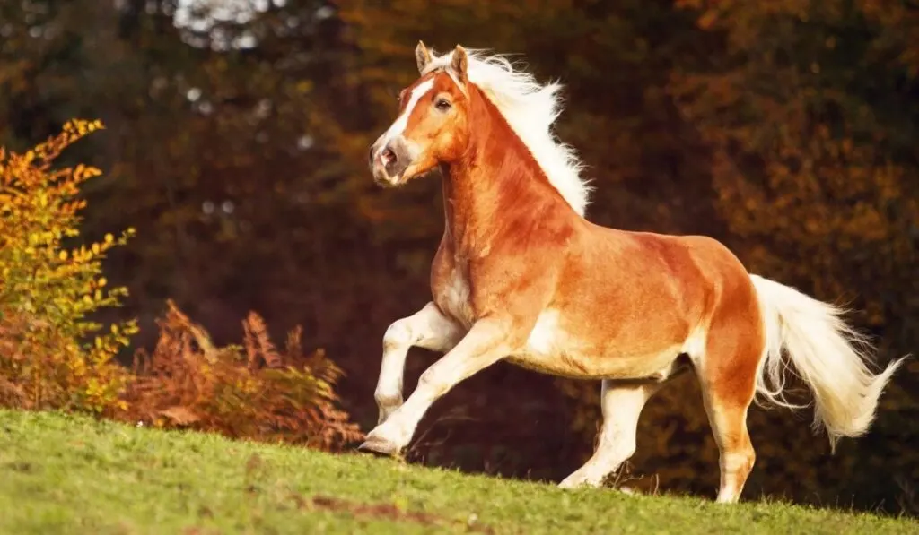 Haflinger