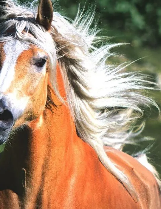 Haflinger Horse galloping - ee220320
