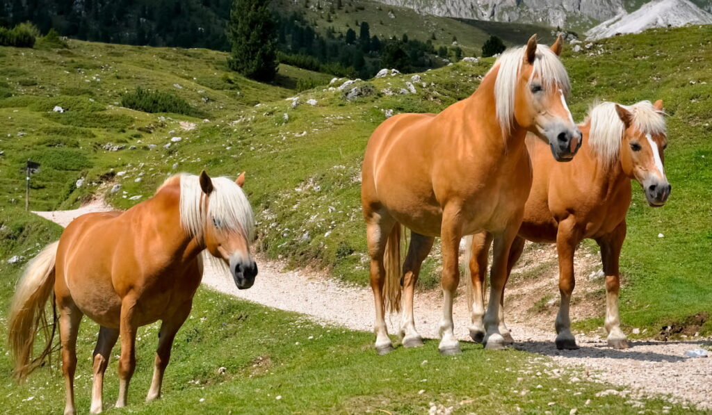 Haflinger Horses in a group of three with white manes on mountain alm meadows