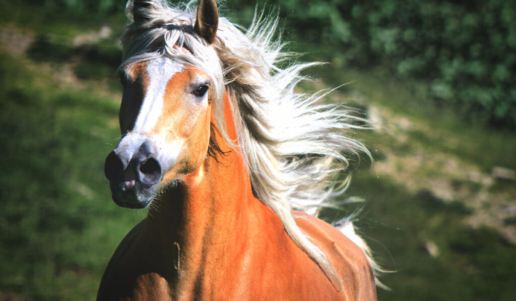 Haflinger horse galloping free in the meadow