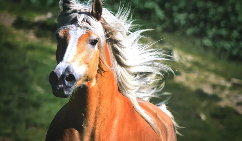 Haflinger horse galloping free in the meadow
