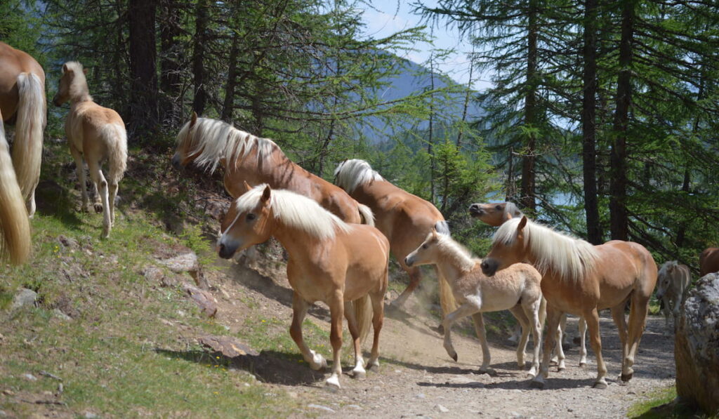 Haflinger horses climbing up a mountain 