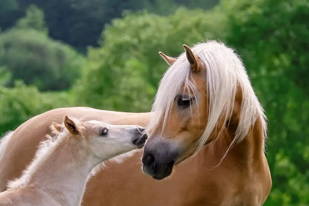 Haflinger horse, mare with foal 