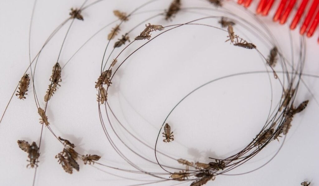 Everything You Should Know About Lice in Horses Helpful Horse Hints