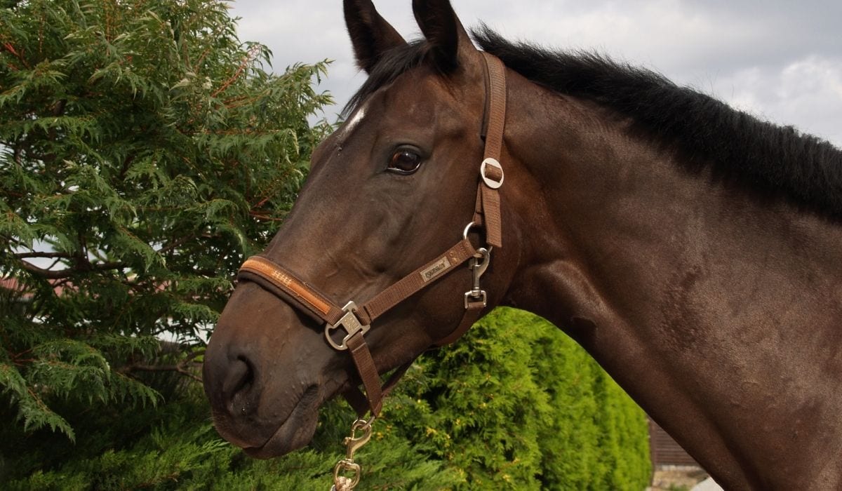 Halter on horse's face