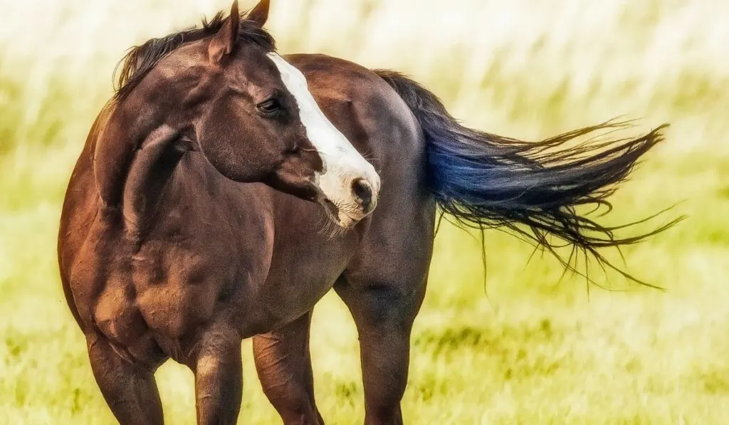 Hancock Horse in The Field