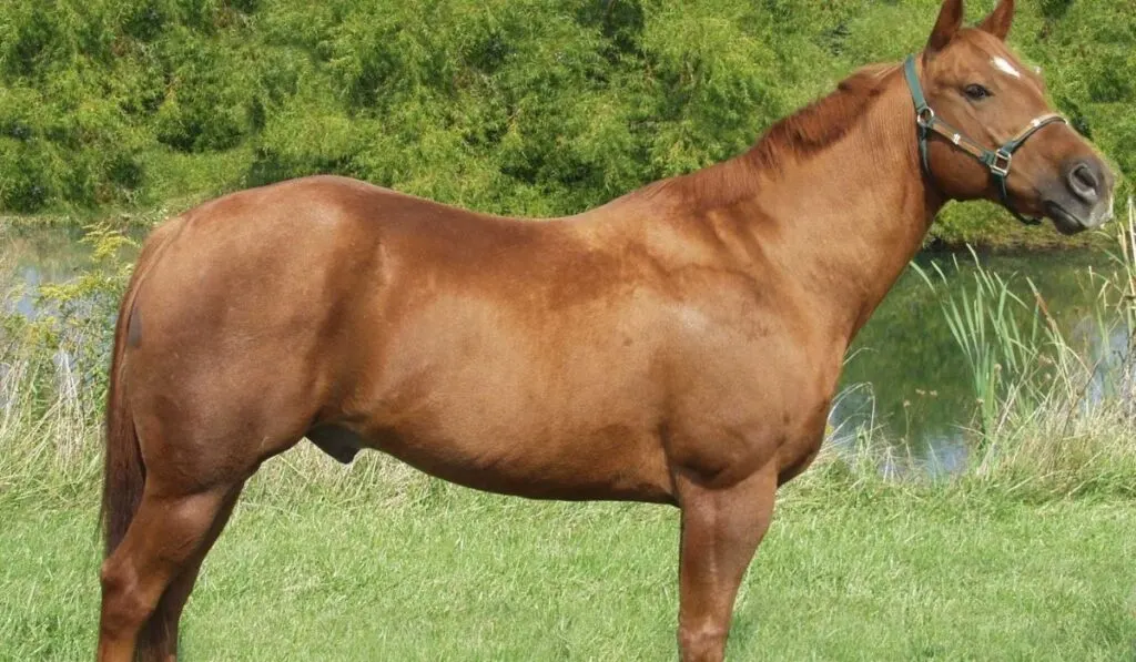 Hancock horse