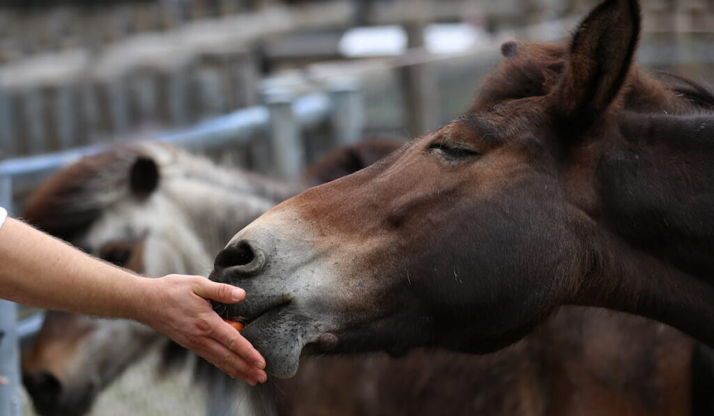 Hand of woman giving horse a treat 