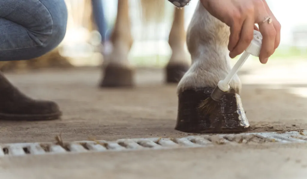 Hands of a girl applying Oil on a horse hoof.