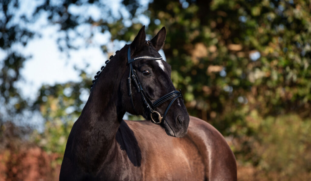 Hanoverian horse portrait dark color with trees on the background
