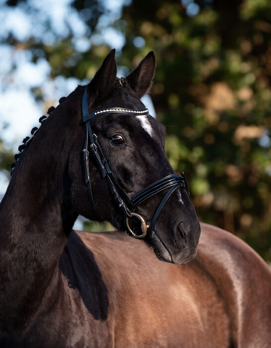 hanoverian horse portrait dark color with trees on the background
