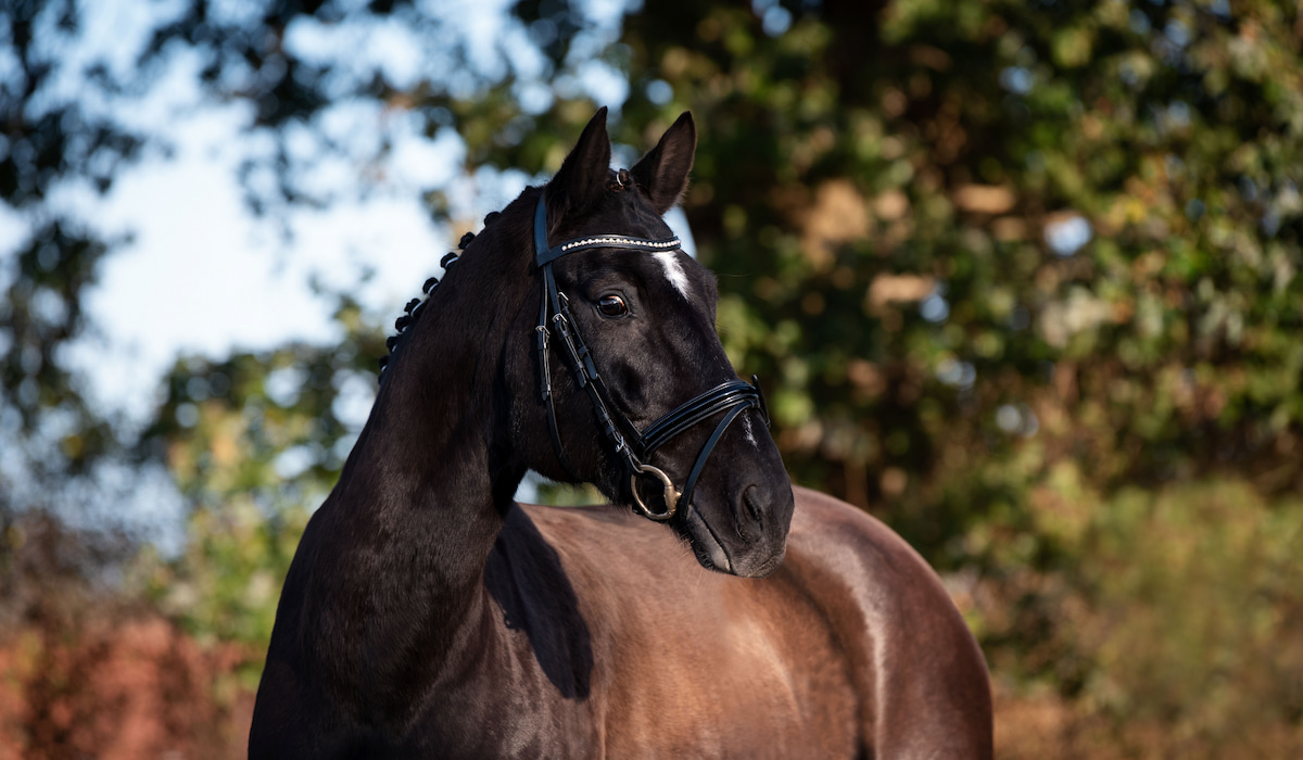 The Hanoverian Horse Breed Profile Helpful Horse Hints