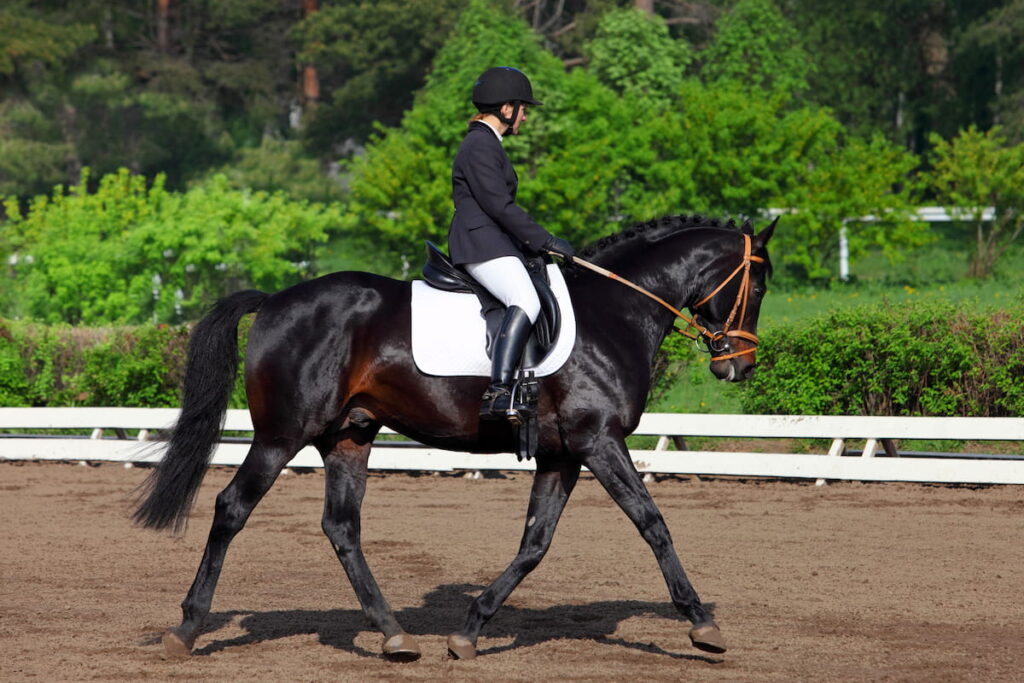 Woman in formal dress riding on Hanoverian horse