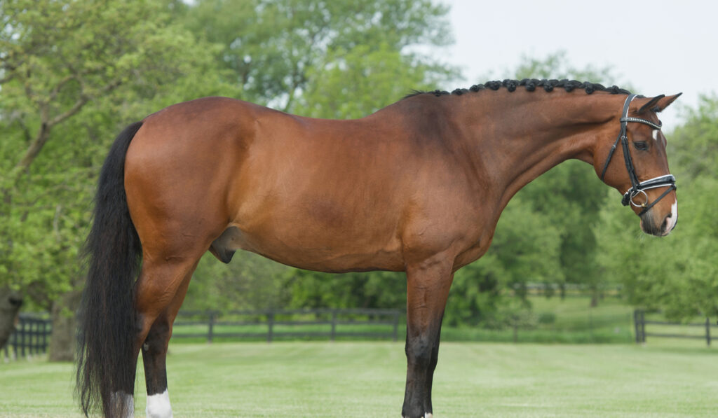 Hanoverian warmblood horse on the farm 