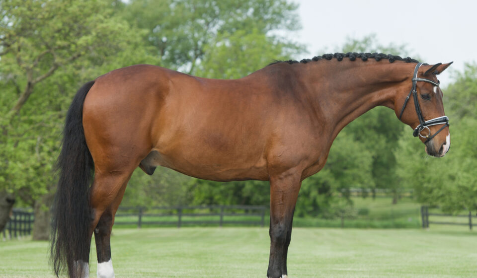 11 Best Endurance Horse Breeds All Have Ridden in at Tevis Helpful