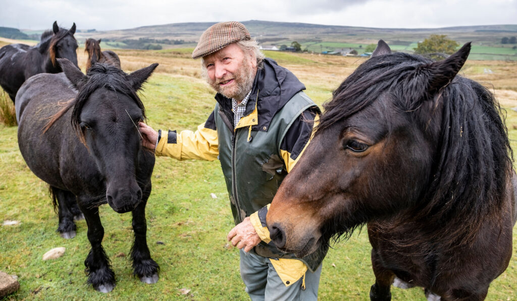 Happy old man breeder of fell ponies with his fell ponies out in the wilds of Cumbria