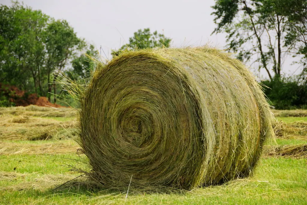 Hay bale drying in the field