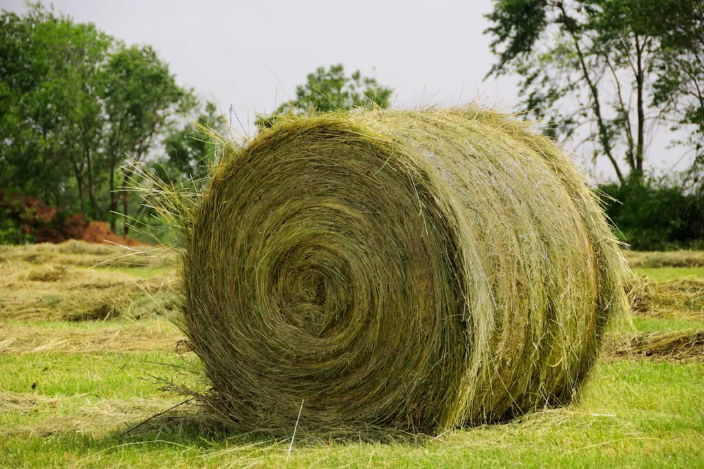 15 Types of Horse Hay - Helpful Horse Hints