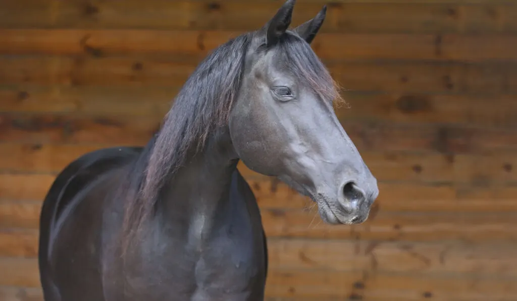 Head shot of a purebred morgan horse at a rural ranch