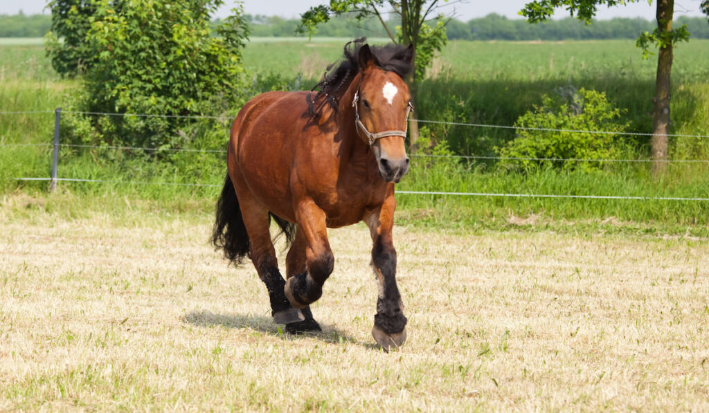 Heavy weight Ardennes cart horse runs on paddock