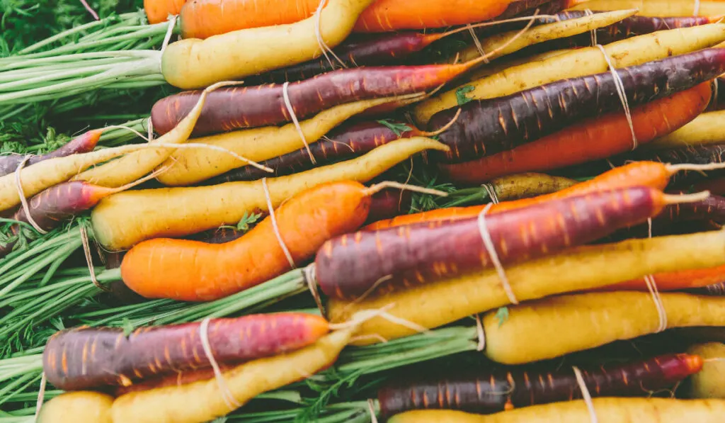 Heirloom carrots at a farmers market.