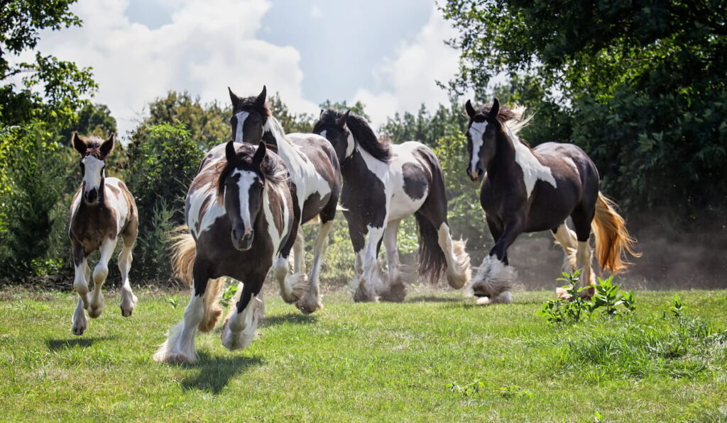 Herd of Gypsy Vanner horses running down a hillside.