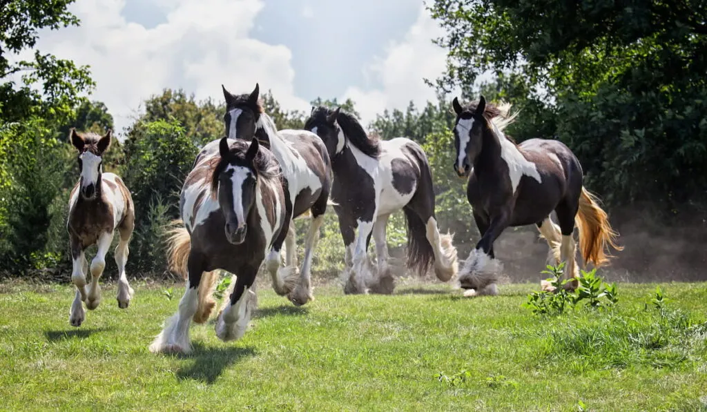 gypsy vanner horses