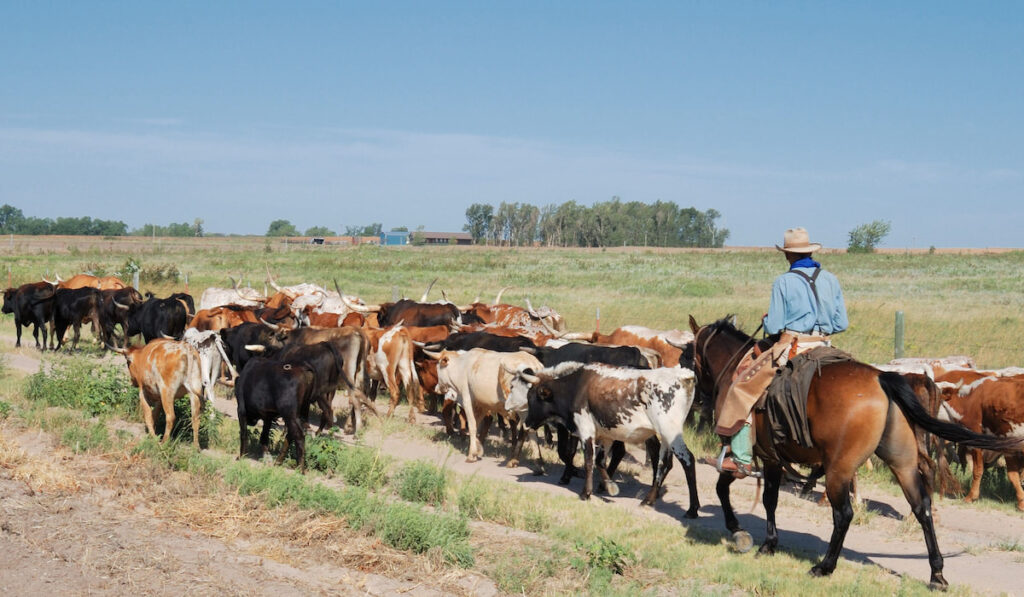 Herd of Historic longhorn cattle drive