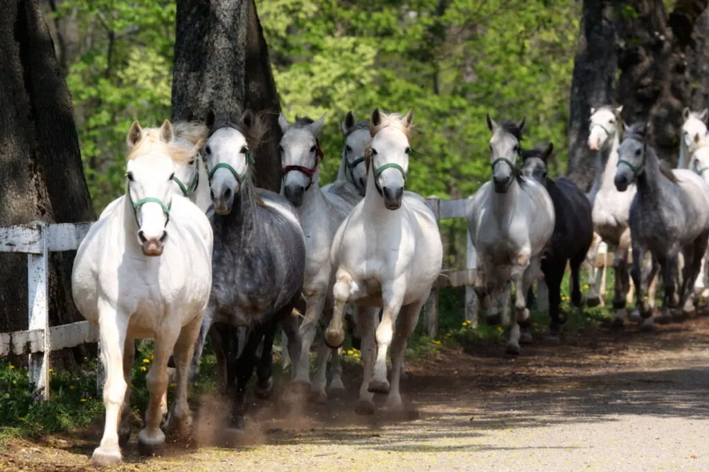 Herd of Lipizzan horse running in the woods