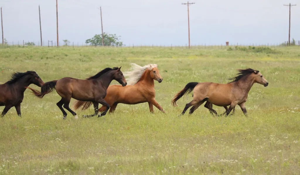 Herd of Morgan horses racing in an open field