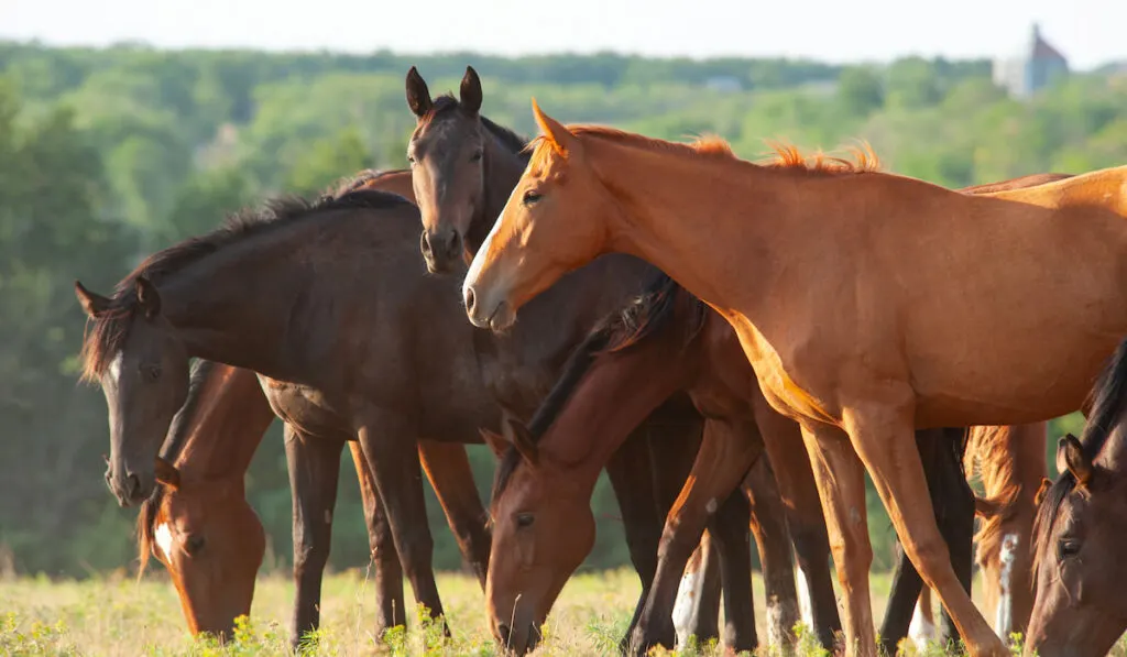 Herd of Trakehner horses in sunset grazing