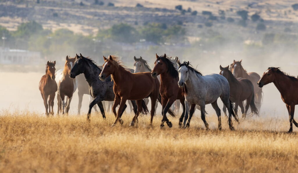 Herd of Wild Horses Running 