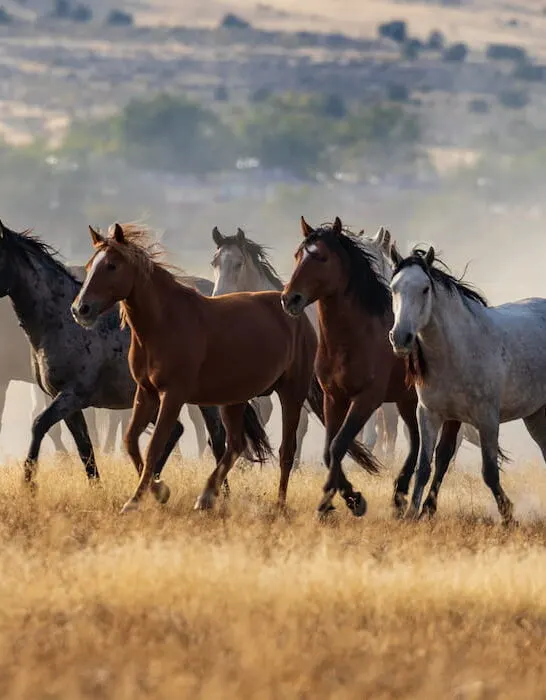 herd of horse
