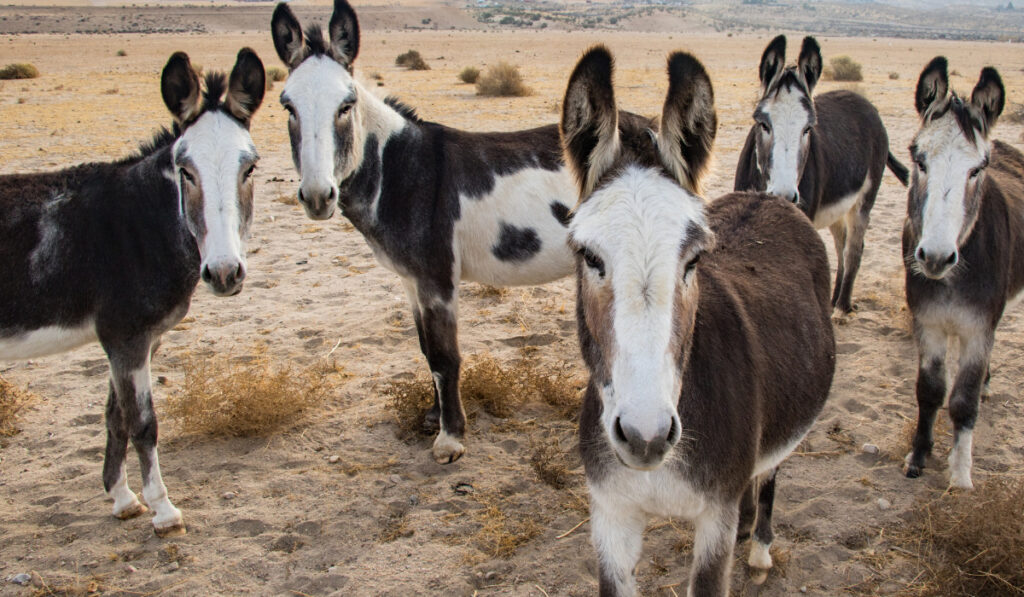 Herd of donkeys