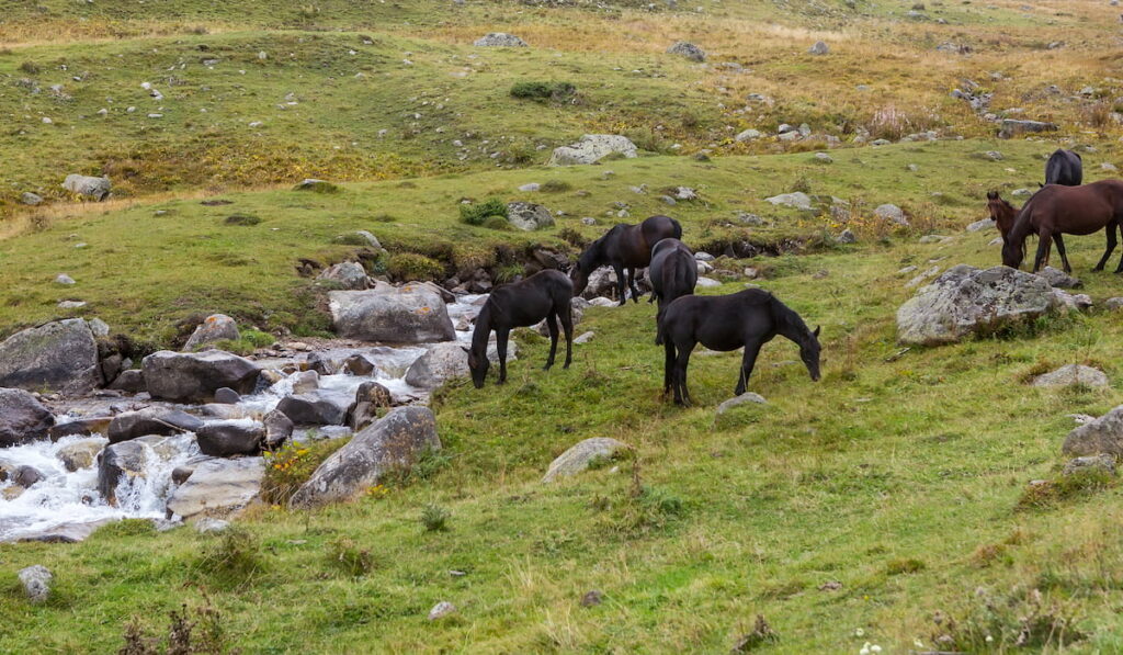 Herd of horses drink water from the river