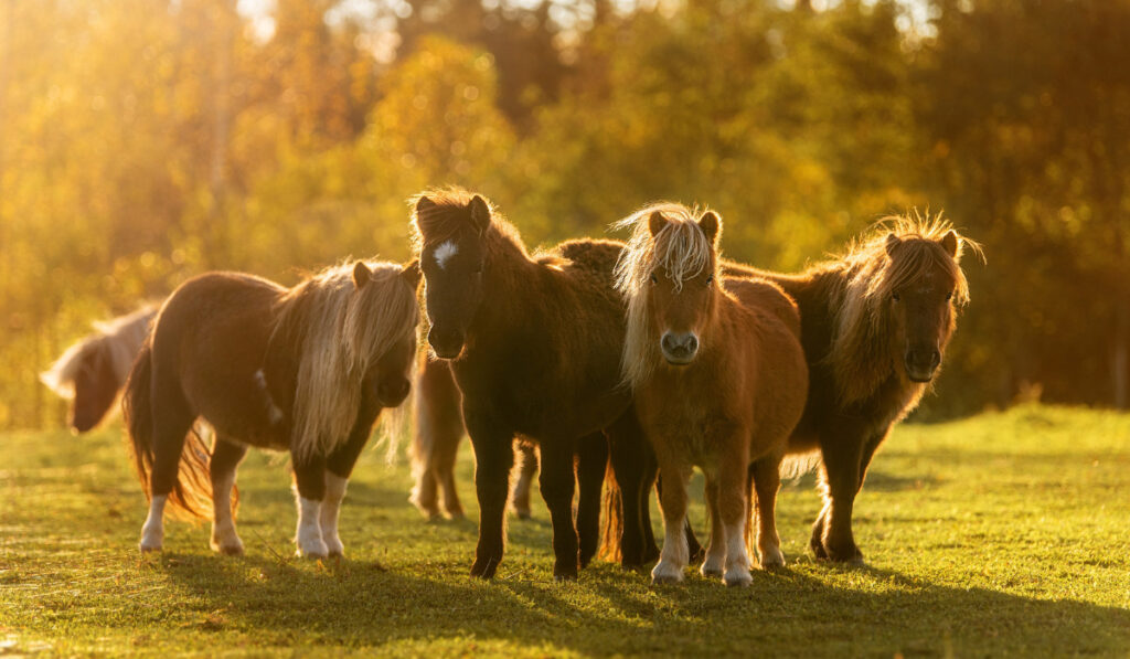 Herd of miniature shetland breed ponies in the field at sunset
