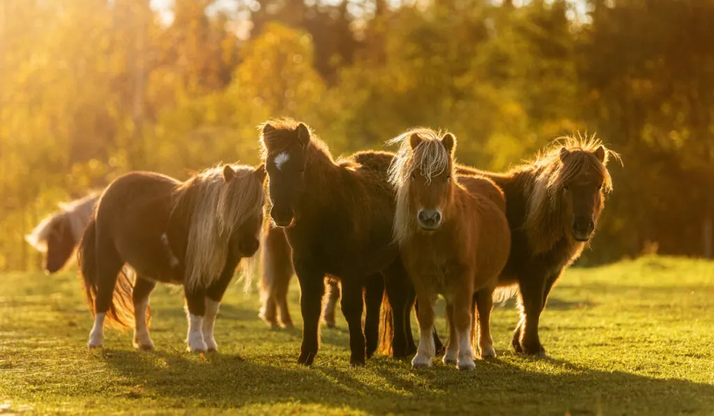 Herd of miniature shetland breed ponies in the field at sunset