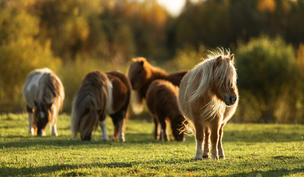 Herd of miniature shetland breed ponies in the field at sunset
