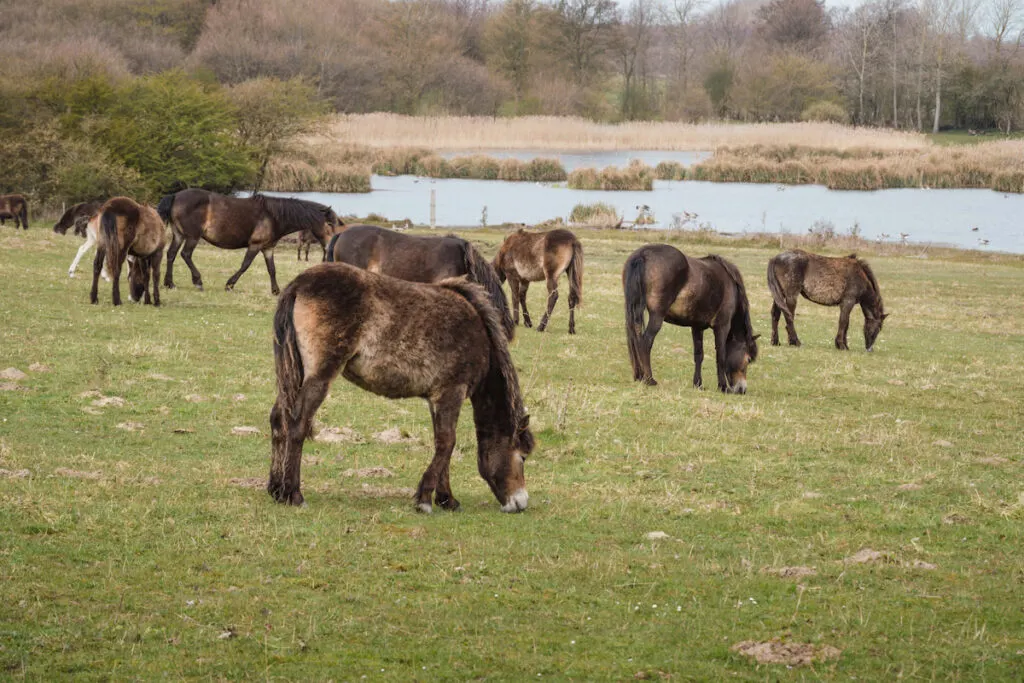 herd of rare breed of exmoor ponies grazing on green grass
