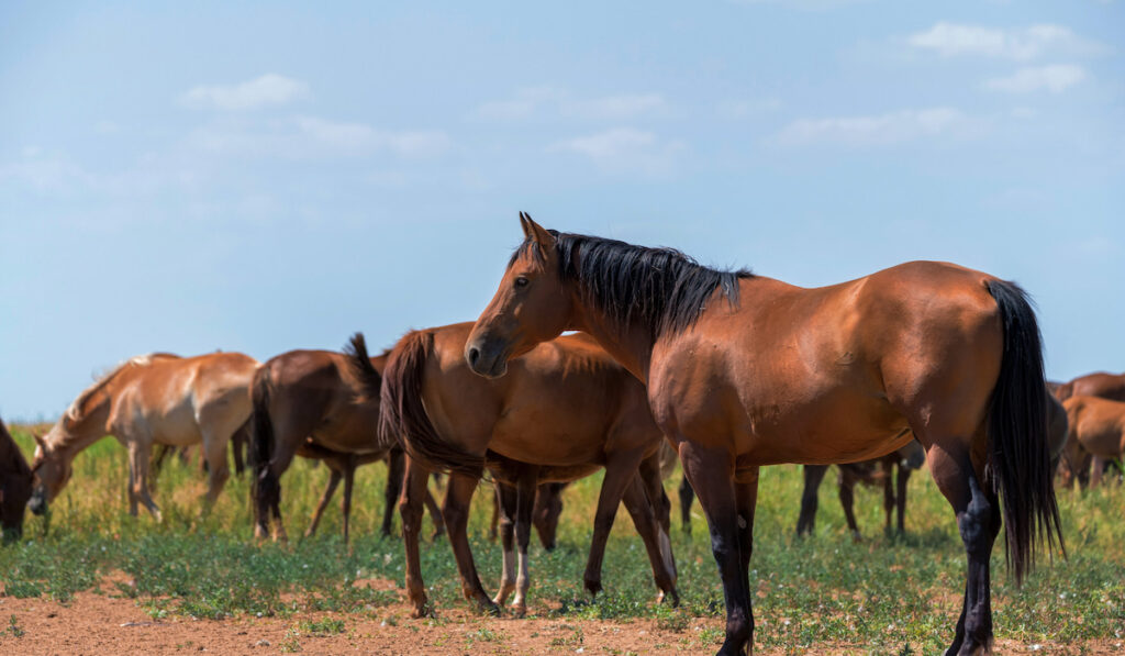 Herd of wild mustangs grazing in grass field 