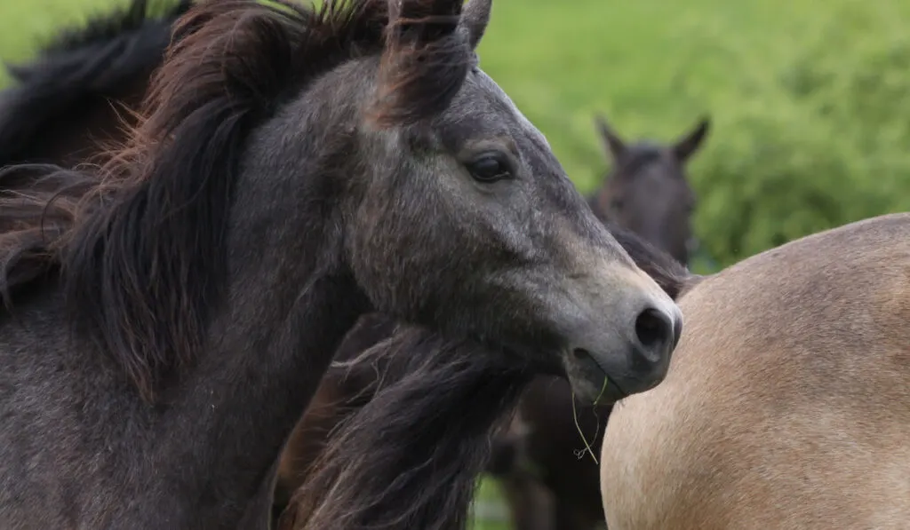 Herd of young Connemara pony stallions