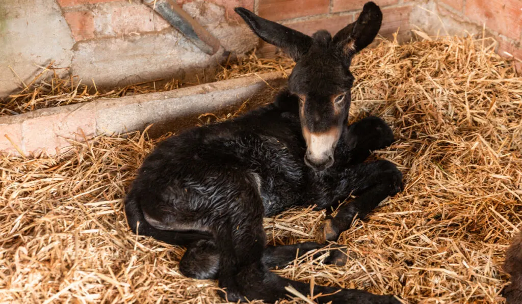 High angle view of a baby donkey lying on hay on a farm.


