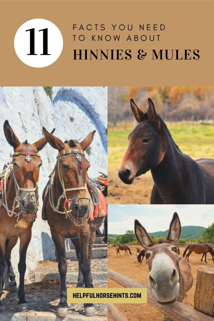 Pinterest pin - Hinny vs. Mule 11 Facts You Need to Know