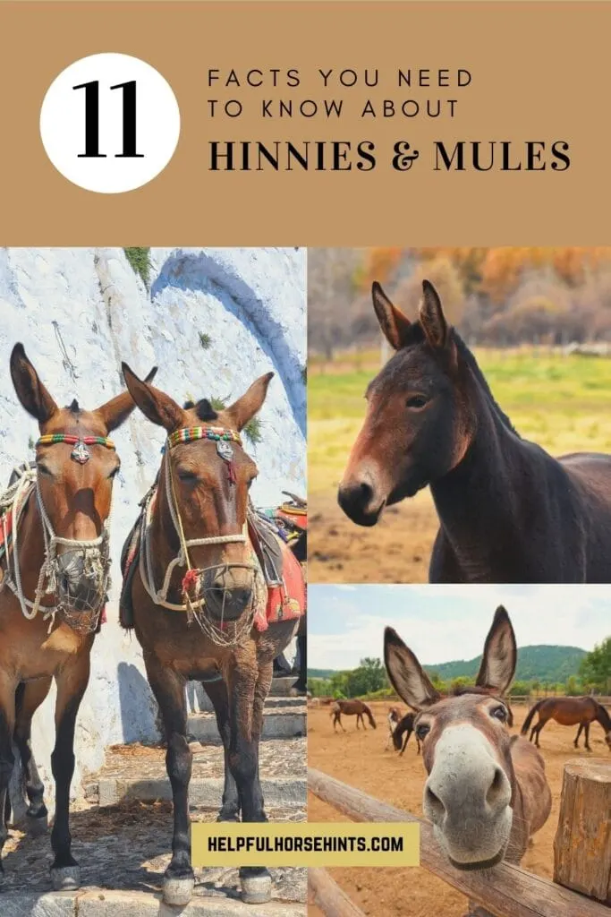 Pinterest pin - Hinny vs. Mule 11 Facts You Need to Know