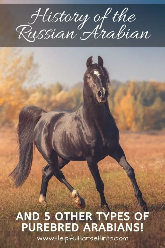 The purebred Arabian horse is famously beautiful but did you know that there are "sub-types" of Arabians. While still purebred, each has a different origin and a distinct set of characteristics.