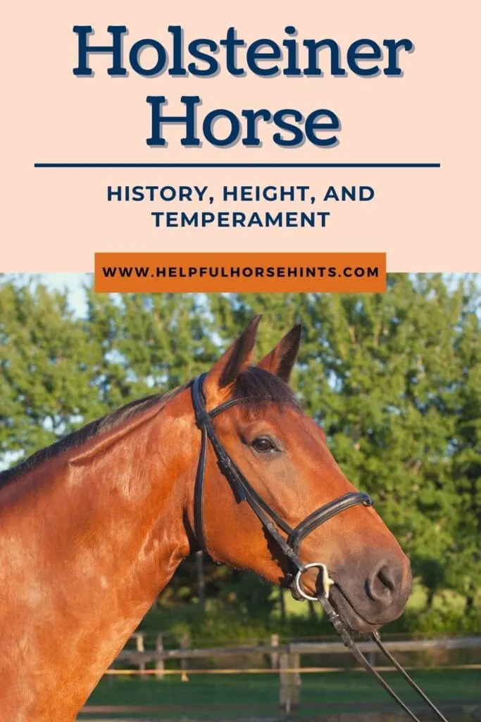Pinterest pin - Holsteiner Horse Breed Profile, History, Height, & Temperament