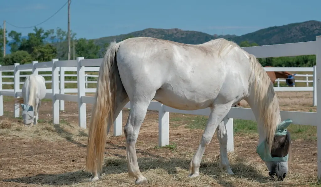 white Holsteiner horse
