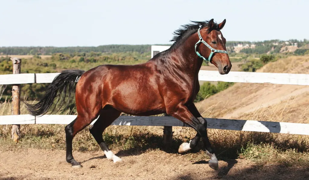 Holsteiner horse in in the barn